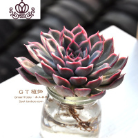 封后水培多肉组合 多肉植物组合盆栽套餐 办公室室内阳台肉肉 武仙座 含盆