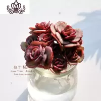 封后水培多肉组合 多肉植物组合盆栽套餐 办公室室内阳台肉肉 秀妍 含盆