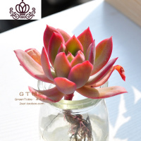 封后水培多肉组合 多肉植物组合盆栽套餐 办公室室内阳台肉肉 绮罗 含盆