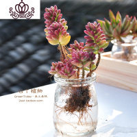封后水培多肉组合 多肉植物组合盆栽套餐 办公室室内阳台肉肉 虹之玉锦 含盆