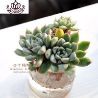 封后水培多肉组合 多肉植物组合盆栽套餐 办公室室内阳台肉肉 雅典娜 含盆