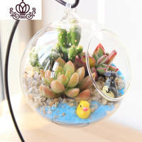 封后多肉植物创意微景观多肉组合盆栽肉肉拼盘套装DIY 下雨天(10CM+铁架) 含盆