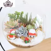 封后多肉植物创意微景观多肉组合盆栽肉肉拼盘套装DIY 下雪了(15CM+铁架) 含盆