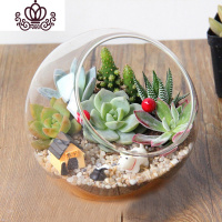 封后多肉植物创意微景观多肉组合盆栽肉肉拼盘套装DIY 宠物情缘(13.5CM) 含盆