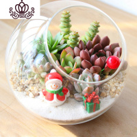 封后多肉植物创意微景观多肉组合盆栽肉肉拼盘套装DIY 小雪人(12CM) 含盆