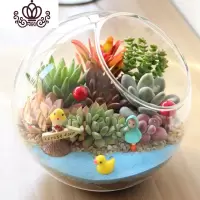 封后多肉植物创意微景观多肉组合盆栽肉肉拼盘套装DIY 春日暖阳(15CM) 含盆
