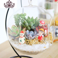 封后多肉植物创意微景观多肉组合盆栽肉肉拼盘套装DIY 白雪茫茫(13.5CM+铁架) 含盆