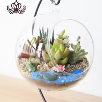 封后多肉植物创意微景观多肉组合盆栽肉肉拼盘套装DIY 荷塘夜色(12CM+铁架) 含盆