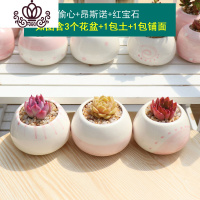 封后多肉植物组合盆栽新手套餐肉肉花含白瓷花盆花卉小清新植物 偷心+昂斯诺+红宝石 含盆