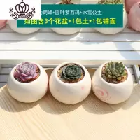 封后多肉植物组合盆栽新手套餐肉肉花含白瓷花盆花卉小清新植物 勃朗峰+圆叶罗西玛+冰雪公主 含盆