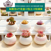 封后多肉植物组合盆栽新手套餐肉肉花含白瓷花盆花卉小清新植物 双头蒂亚+昂斯诺+勃朗峰+红宝石+丸叶姬秋丽群+艳姬 含盆