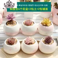 封后多肉植物组合盆栽新手套餐肉肉花含白瓷花盆花卉小清新植物 淡雪+雨果+黄金玛利亚+雪精灵+双头白月影+凤凰 含盆