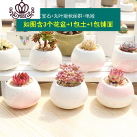 封后多肉植物组合盆栽新手套餐肉肉花含白瓷花盆花卉小清新植物 红宝石+丸叶姬秋丽群+艳姬 含盆