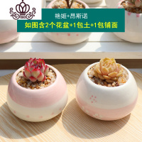 封后多肉植物组合盆栽新手套餐肉肉花含白瓷花盆花卉小清新植物 艳姬+昂斯诺 含盆