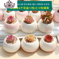 封后多肉植物组合盆栽新手套餐肉肉花含白瓷花盆花卉小清新植物 艳姬+暮光之城+双头蒂亚+偷心+昂斯诺+红宝石 含盆