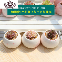 封后多肉植物组合盆栽新手套餐肉肉花含白瓷花盆花卉小清新植物 雪精灵+双头白月影+凤凰 含盆