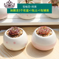 封后多肉植物组合盆栽新手套餐肉肉花含白瓷花盆花卉小清新植物 雪精灵+雨果 含盆