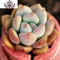 封后(FENGHOU)封后奥普琳娜多肉植物粉色系云南新手养护办公室胖嘟嘟 发货前拍照 302-147凌波仙子花卉绿植盆栽