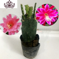 封后盆栽花卉室内绿植令箭荷花盆景仙人掌多肉植物 叶片嫁接苗 带根发 单层4叶嫁接玫红色、粉色不是花期不带花苞 不含盆