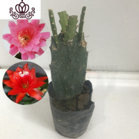 封后盆栽花卉室内绿植令箭荷花盆景仙人掌多肉植物 叶片嫁接苗 带根发 单层4叶嫁接粉色、红色不是花期不带花苞 不含盆