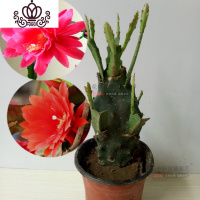 封后盆栽花卉室内绿植令箭荷花盆景仙人掌多肉植物 叶片嫁接苗 带根发 单层8叶嫁接玫红、红色不是花期不带花苞 不含盆
