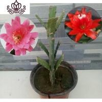 封后盆栽花卉室内绿植令箭荷花盆景仙人掌多肉植物 叶片嫁接苗 带根发 单层8叶嫁接红色、粉色不是花期不带花苞 不含盆