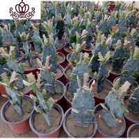 封后盆栽花卉室内绿植令箭荷花盆景仙人掌多肉植物 叶片嫁接苗 带根发 单层嫁接8叶红色1颗不是花期不带花苞 不含盆