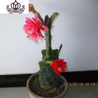 封后盆栽花卉室内绿植令箭荷花盆景仙人掌多肉植物 叶片嫁接苗 带根发 双层嫁接8叶红色、粉红不是花期不带花苞 不含盆