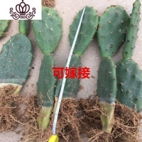 封后盆栽花卉室内绿植令箭荷花盆景仙人掌多肉植物 叶片嫁接苗 带根发 双层有根仙人掌可嫁接30——45左右 不含盆