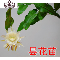 封后盆栽花卉室内绿植令箭荷花盆景仙人掌多肉植物 叶片嫁接苗 带根发 昙花扦插有根小苗2颗 不含盆