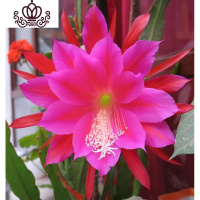 封后盆栽花卉室内绿植令箭荷花盆景仙人掌多肉植物 叶片嫁接苗 带根发 玫红令箭荷花扦插有根小苗2颗 不含盆