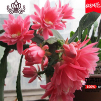 封后盆栽花卉室内绿植令箭荷花盆景仙人掌多肉植物 叶片嫁接苗 带根发 粉色令箭荷花扦插有根小苗2颗 不含盆