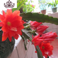 封后盆栽花卉室内绿植令箭荷花盆景仙人掌多肉植物 叶片嫁接苗 带根发 红色令箭荷花扦插有根小苗2颗 不含盆