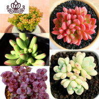 封后肉肉植物罕见多肉一箱巨型超大套餐株含盆稀有品种贵货金万年 深灰色5颗小多头+盆土 不含盆花卉绿植盆栽