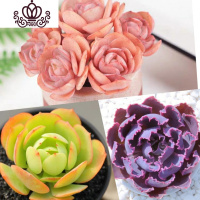 封后(FENGHOU)封后肉肉植物罕见多肉一箱巨型超大套餐株含盆稀有品种贵货金万年 秀妍+碧桃+晚霞之舞+3花卉绿植盆栽