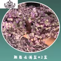 封后胭脂云多肉植物带盆栽好带锦贵货粉红女郎容易爆盆的肉肉满盆 胭脂云满盆2盆 带盆栽好