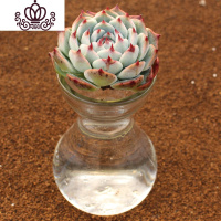 封后香妃 懒人水培多肉组合室内桌面净化空气植物水养组合 5年卡罗拉水培含盆 含盆盆栽