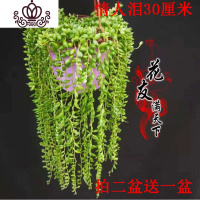 封后佛珠情人泪珍珠吊兰盆栽紫玄月珍珠吊兰佛珠多肉植物拍二送一 情人泪30cm+浮雕盆颜色随机 带盆栽好