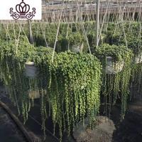 封后信心花舍垂钓多肉植物佛珠情人泪室内庭院绿植吊篮盆栽净化空气 18CM盆满盆佛珠 带盆栽好