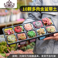 封后多肉植物组合花卉盆栽50颗套餐大室内一整箱含盆带土冬季肉肉植物 10盆多肉含盆带土定有贵货 含盆