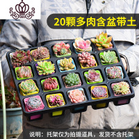 封后多肉植物组合花卉盆栽50颗套餐大室内一整箱含盆带土冬季肉肉植物 20盆多肉含盆带土大量贵货 含盆