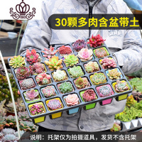 封后多肉植物组合花卉盆栽50颗套餐大室内一整箱含盆带土冬季肉肉植物 30盆多肉含盆带土一半以上贵货 含盆