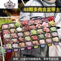 封后多肉植物组合花卉盆栽50颗套餐大室内一整箱含盆带土冬季肉肉植物 48盆多肉含盆带土一半以上贵货 含盆