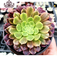 封后法师三仙红覆轮锦老桩多肉铜壶盆栽黑法师一物一拍巨型绿植物缀化 嘉年华单头叶展5-8厘米 裸根不带土