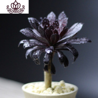 封后法师三仙红覆轮锦老桩多肉铜壶盆栽黑法师一物一拍巨型绿植物缀化 墨法师单头带杆带根 裸根不带土