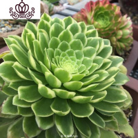 封后法师三仙红覆轮锦老桩多肉铜壶盆栽黑法师一物一拍巨型绿植物缀化 翡翠冰单头叶展5-8厘米 裸根不带土