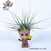 封后空气凤梨懒人无土植物多肉花卉树人格鲁特盆栽Groot花盆绿植花卉 格鲁特童趣小花+群生琥珀 含盆