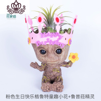 封后空气凤梨懒人无土植物多肉花卉树人格鲁特盆栽Groot花盆绿植花卉 粉色生日快乐童趣小花+鲁普拉 含盆