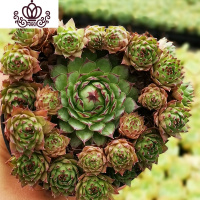 封后超大巨型多肉植物老桩稀有品种罕见清棚小贵货广寒宫悬崖庄 铁观音带土带塑料盆 带盆栽好