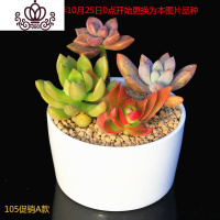 封后多肉植物组合盆栽新款肉肉绿植含盆土套餐室内花卉办公室净化空气 A12 带盆栽好